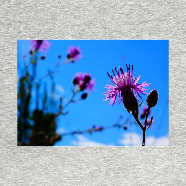 Purple Thistle by 1Redbublppasswo